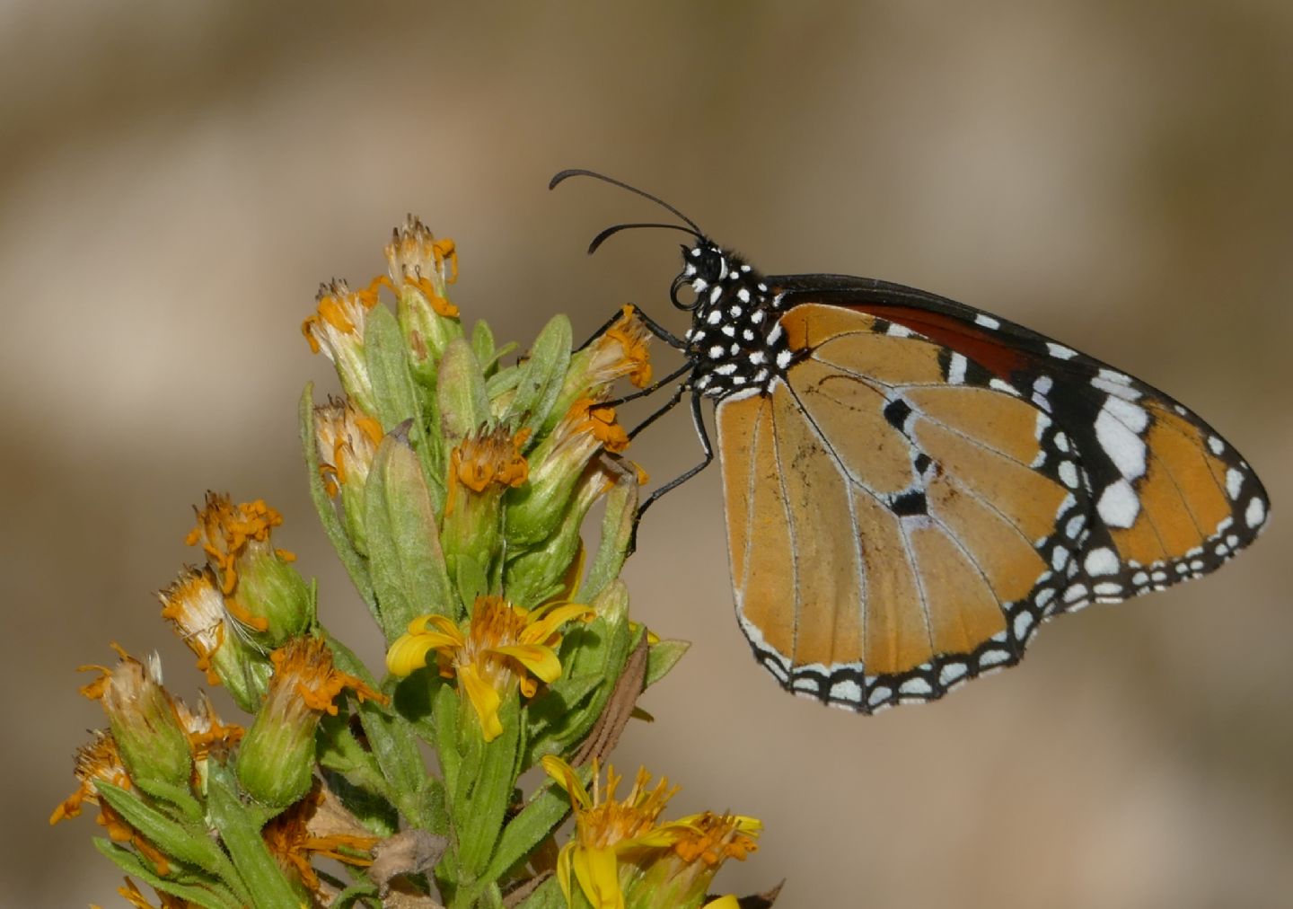 Monarca africano:  Danaus chrysippus - Nymphalidae